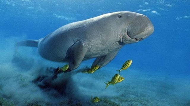 Dugongo e Tartarughe a Marsa Alam: Dove e Come Vederli