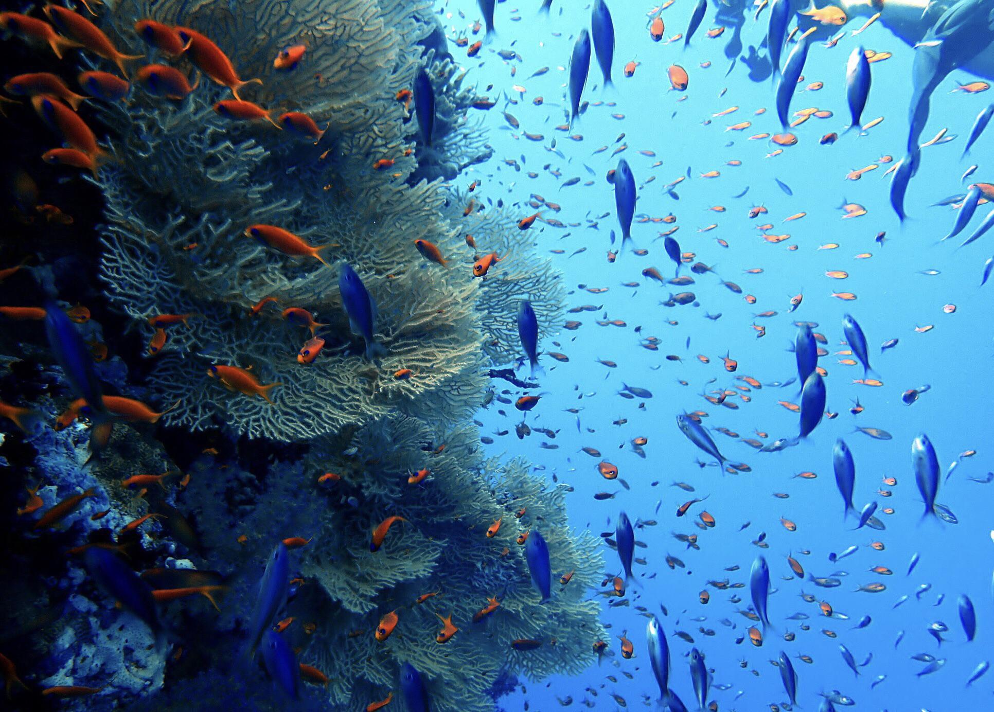 Daedalus Reef
