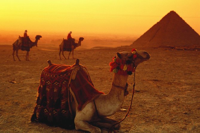 Camel Experience